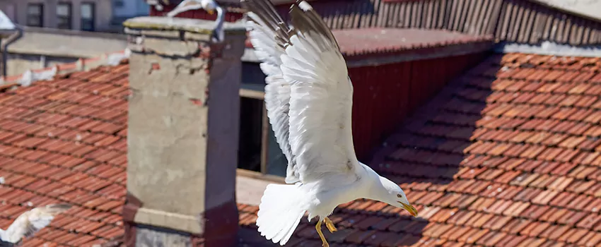 Residential Chimney Animal Removal Solution in Bay Village, OH